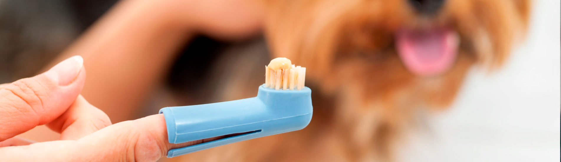 Periodontia Canina: Como tratá-la?