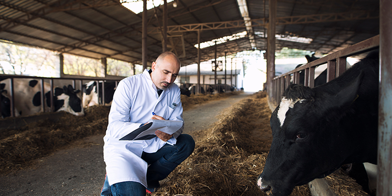 profissional de veterinaria tratando uma vaca