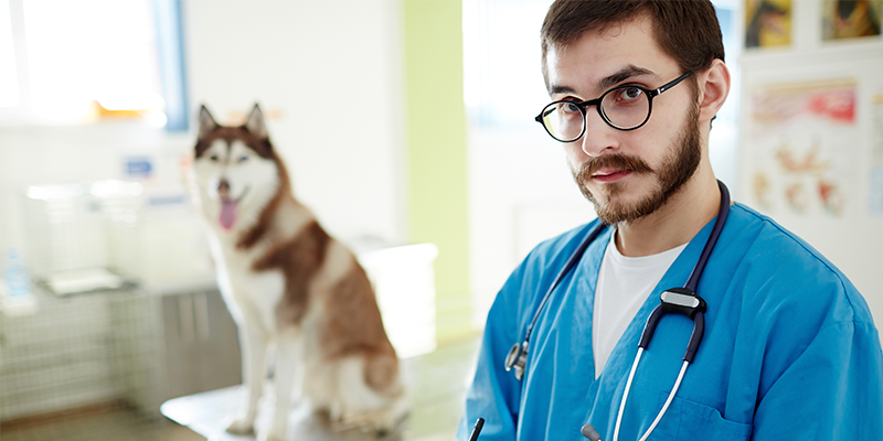 profissional de veterinaria em clinica 