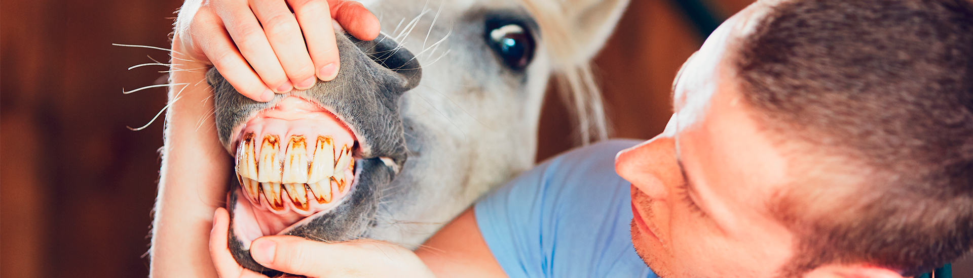 Livros de Veterinária: Principais obras para seus estudos